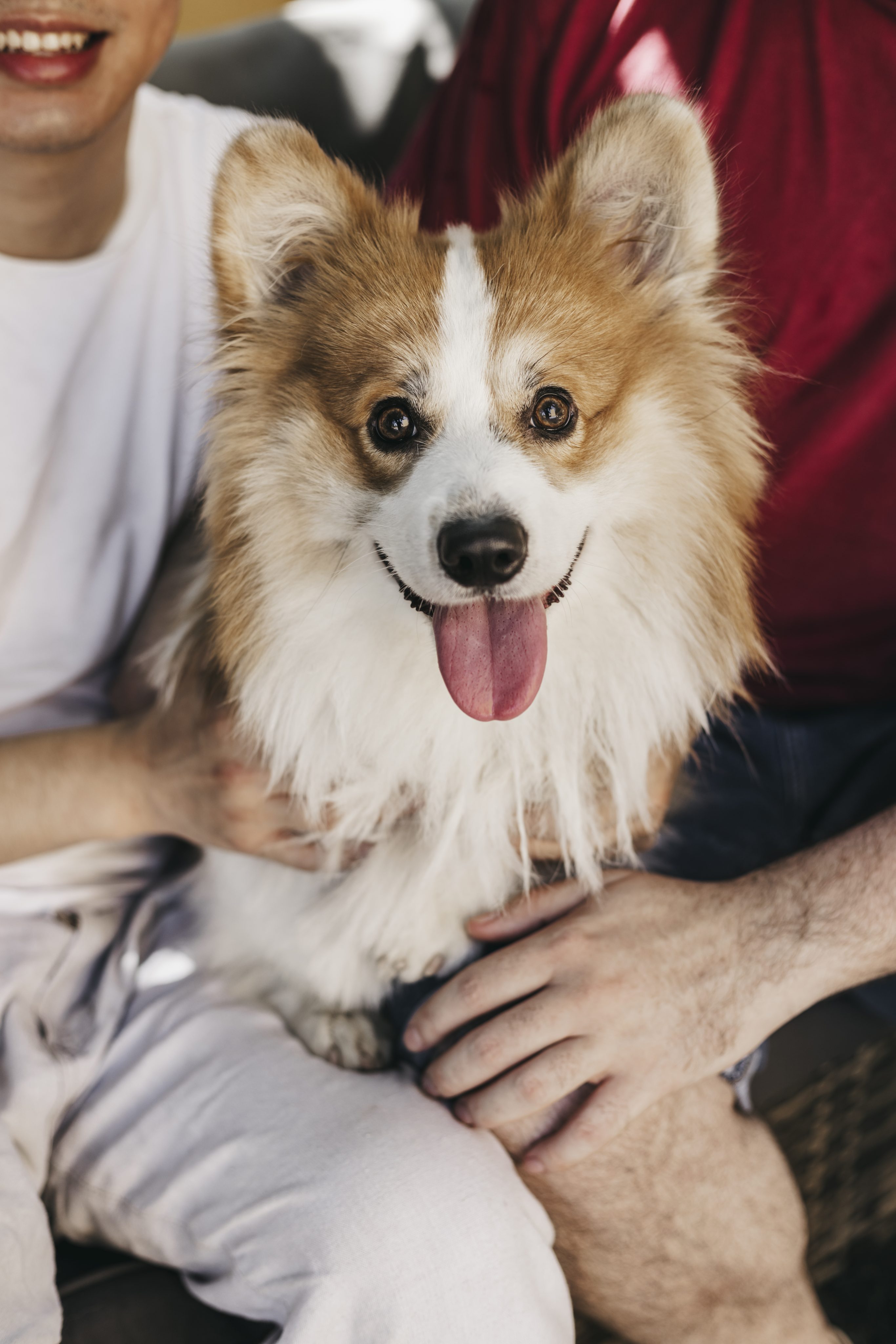 El gen "Fluffy" en el Welsh Corgi Pembroke: ¿Qué es y por qué no debe preocuparte?