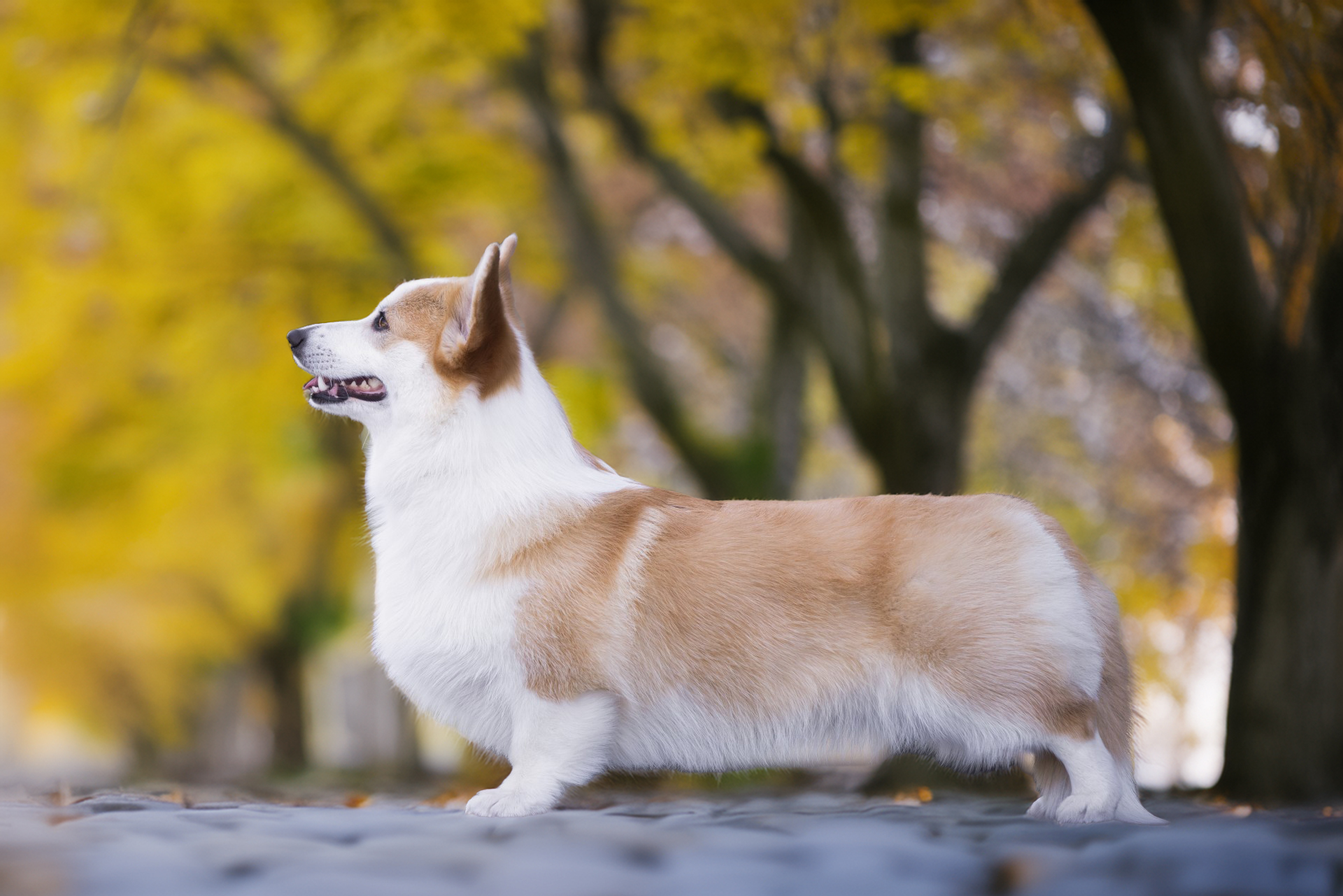 El camino al podio: ¿Qué hay realmente detrás de un perro campeón?