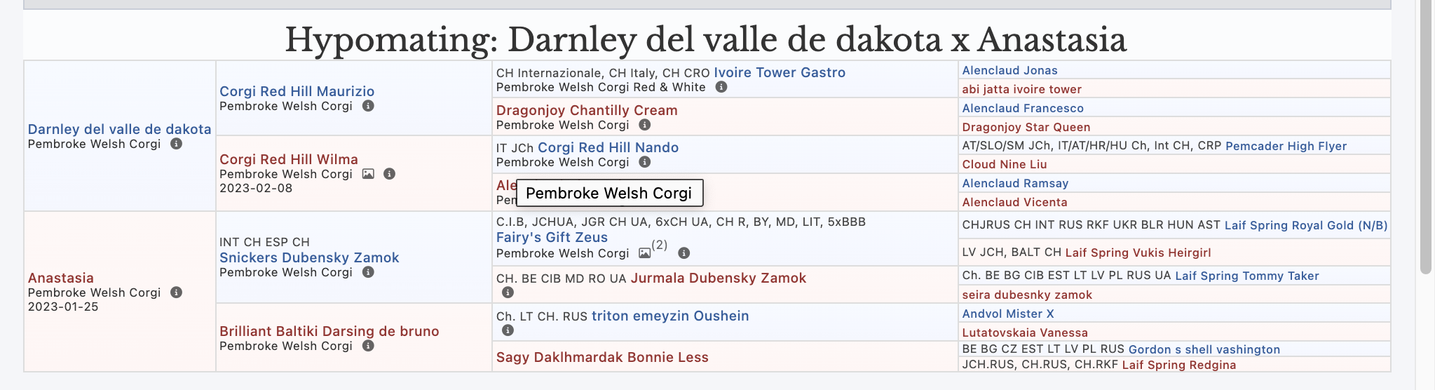 Detrás de una camada perfecta: ¿Cómo se planifica un cruce de calidad en el Welsh Corgi Pembroke?