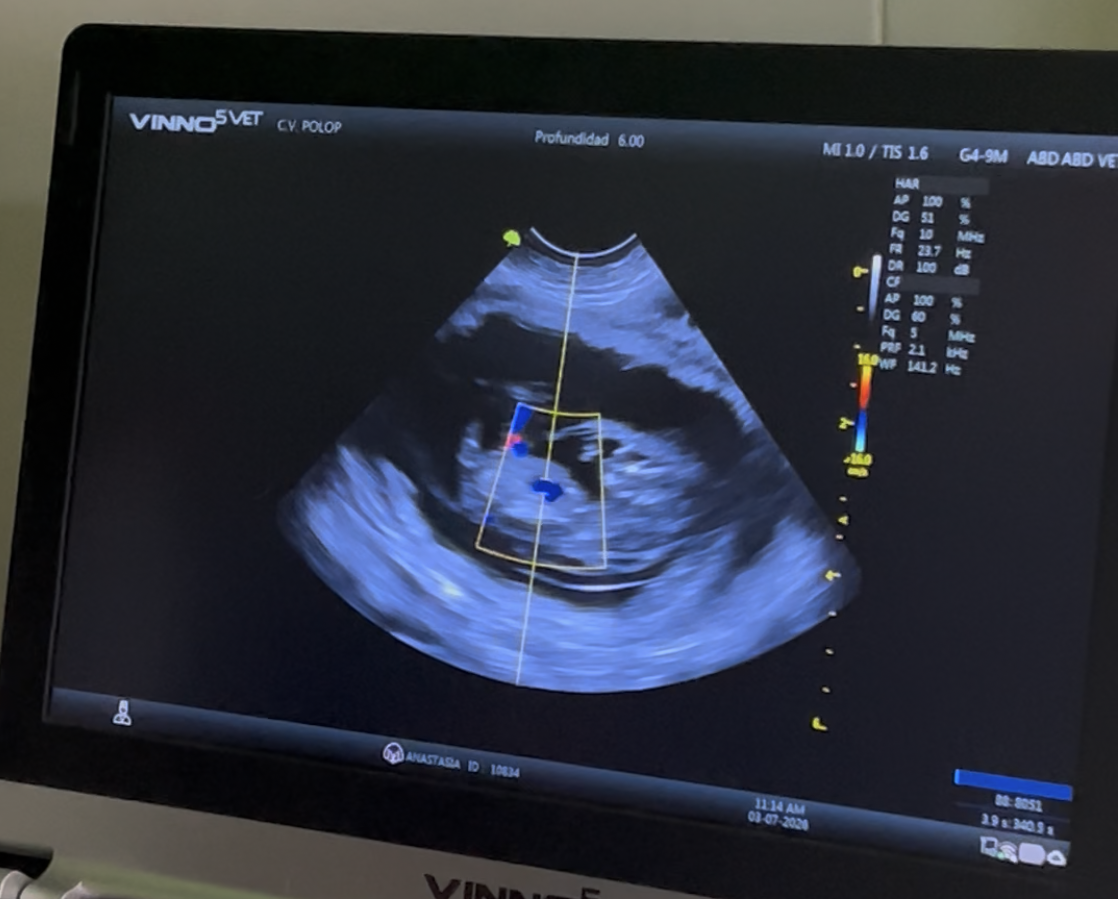 ¡Habemus bebés! 🍼✨ Confirmamos el embarazo de Anastasia: Camada "Italian Style" 2026