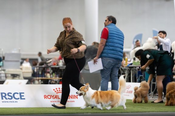 J.Ch. Ch ESP Royal Mint del Valle de Dakota nuestra campeona Rainbow