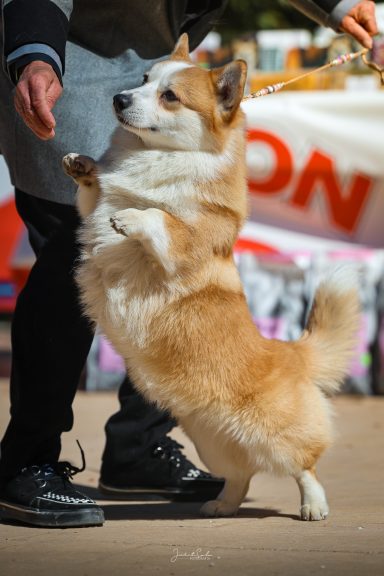 Darnley del Valle de Dakota 