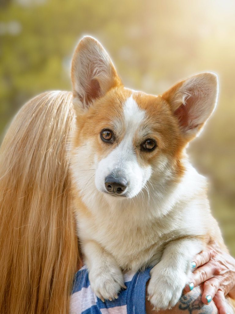 La criadora te cuenta todo sobre la Raza La raza Corgi Welsh Pembroke